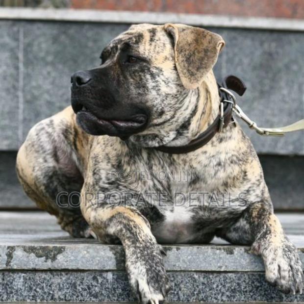 3-6 months Male Purebred Boerboel · Photo 2