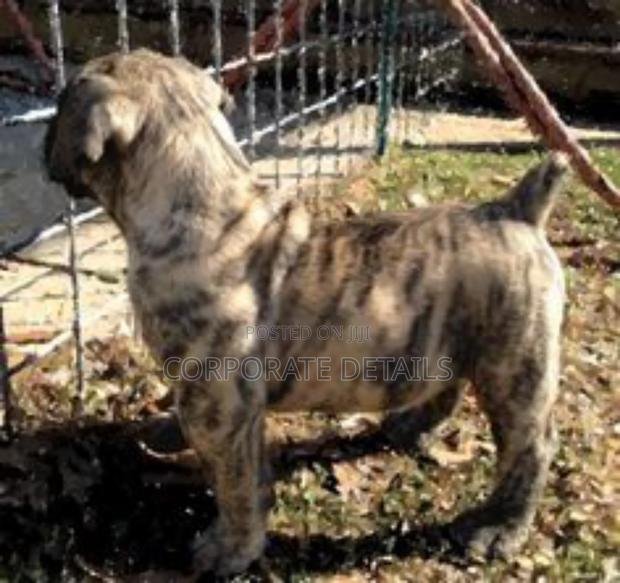 3-6 months Male Purebred Boerboel · Photo 3