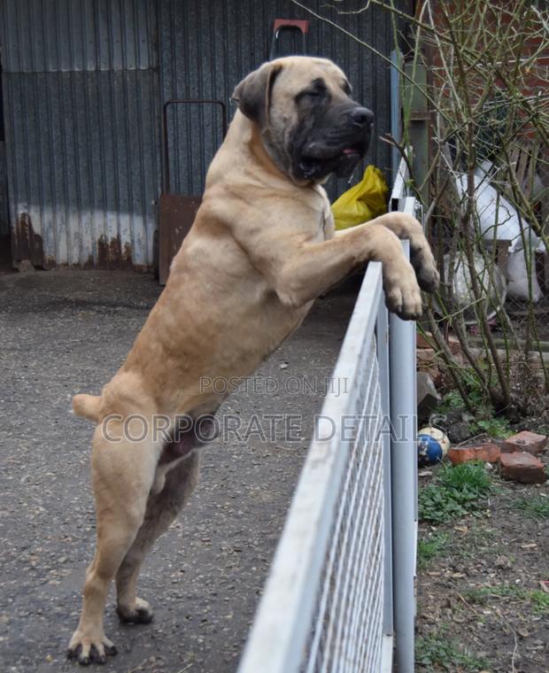 3-6 months Male Purebred Boerboel · Photo 2