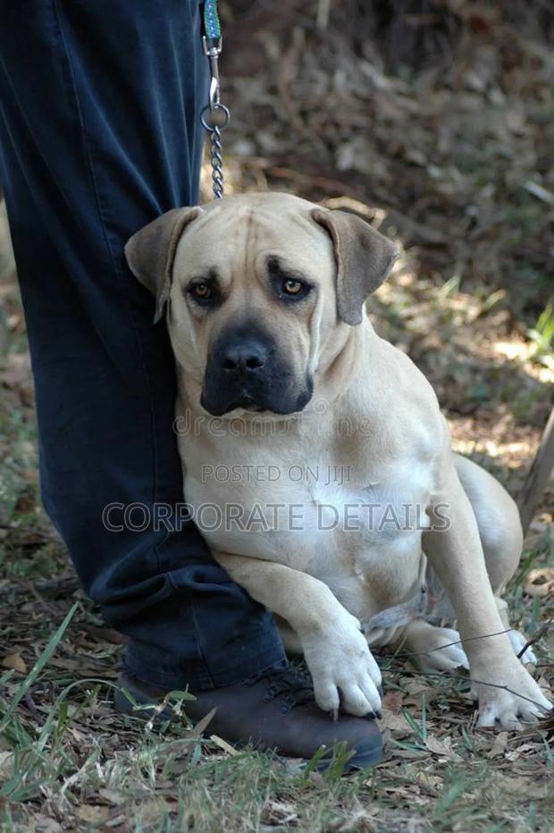 3-6 months Male Purebred Boerboel · Photo 3