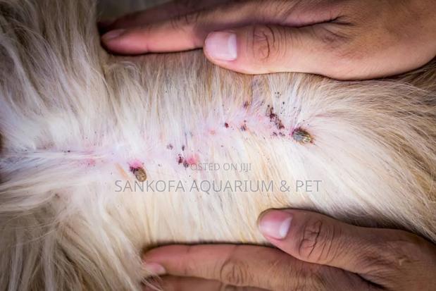Ticks and Flea Spray · Photo 3