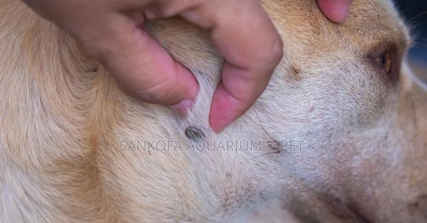 Permethrin Ticks Flea Soap · Photo 4