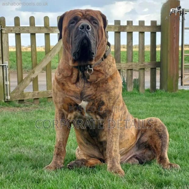1+ year Male Purebred Boerboel · Photo 2