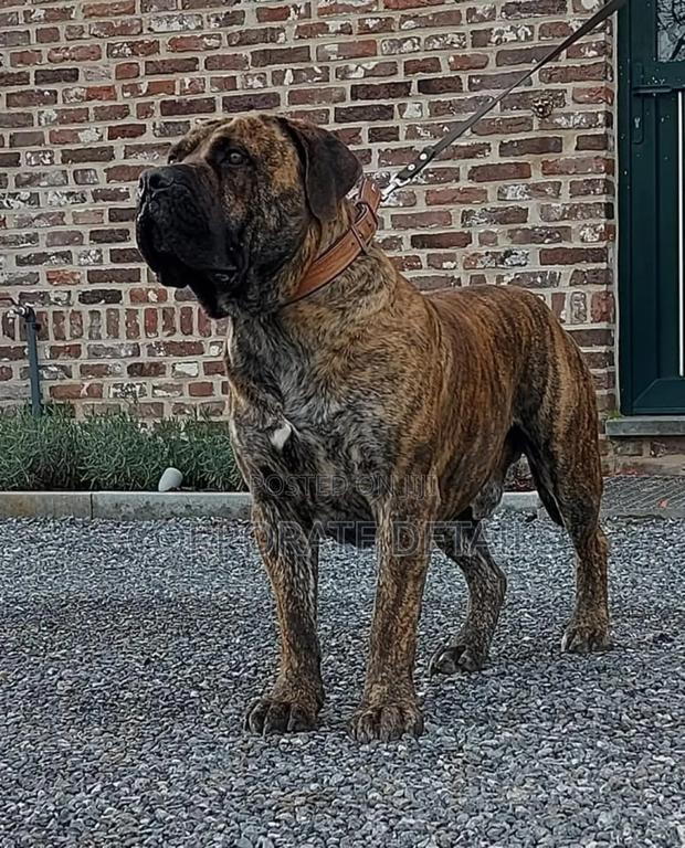 1+ year Male Purebred Boerboel · Photo 3