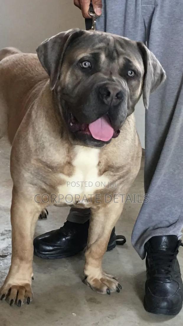 3-6 months Male Purebred Boerboel · Photo 2