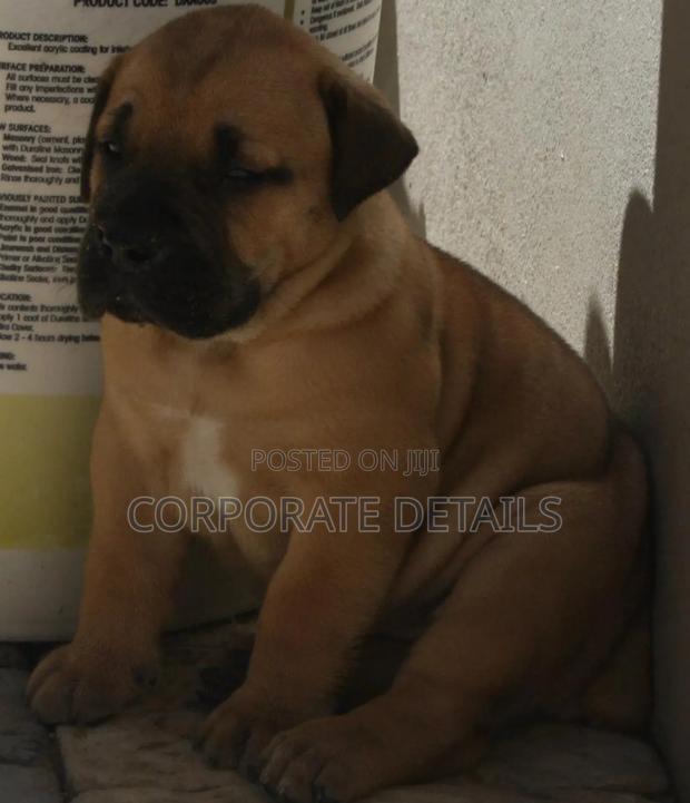 3-6 months Male Purebred Boerboel · Photo 3