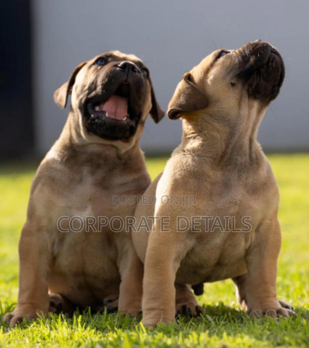 1-3 months Male Purebred Boerboel · Photo 2