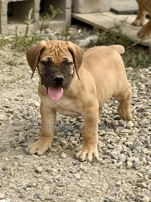 1-3 months Male Purebred Boerboel · Photo 3