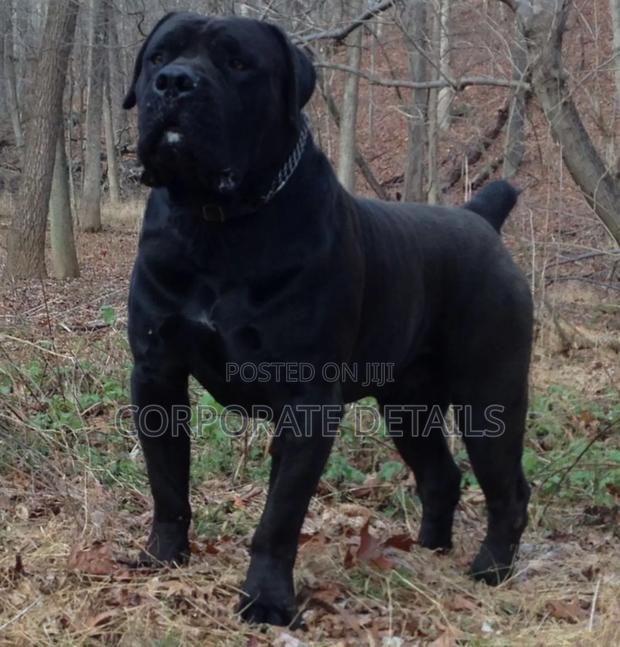6-12 months Male Purebred Boerboel · Photo 2