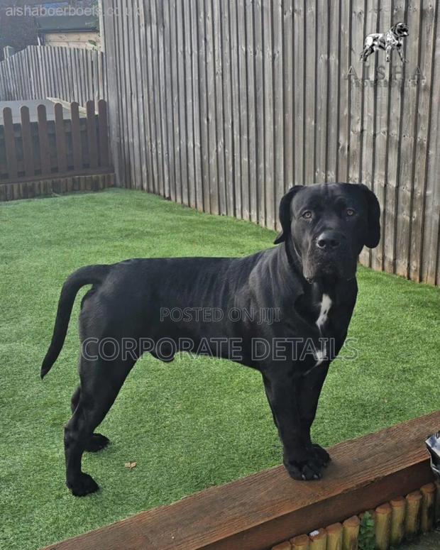6-12 months Male Purebred Boerboel · Photo 3