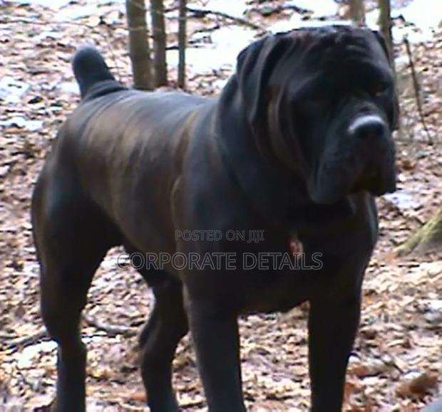 6-12 months Male Purebred Boerboel · Photo 2