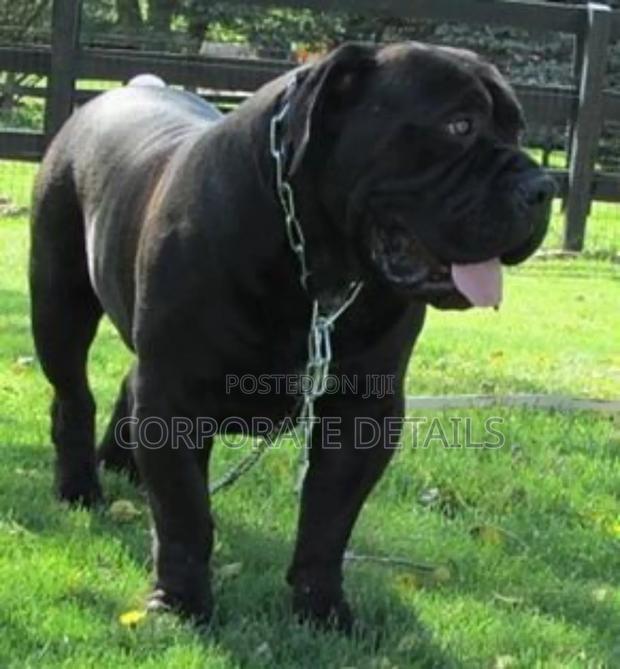 6-12 months Male Purebred Boerboel · Photo 3