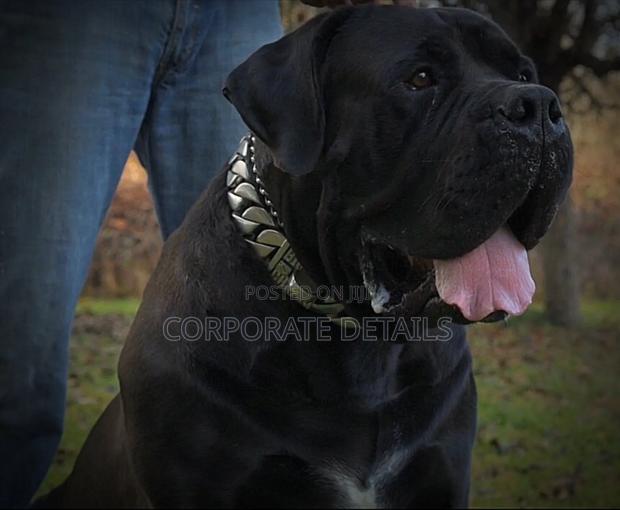1+ year Male Purebred Boerboel · Photo 2