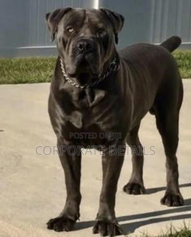 1+ year Male Purebred Boerboel · Photo 3
