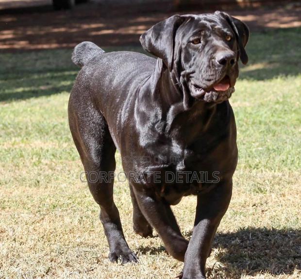 1+ year Male Purebred Boerboel · Photo 3