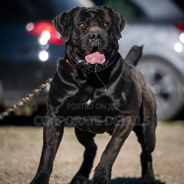 1+ year Male Purebred Boerboel · Photo 2