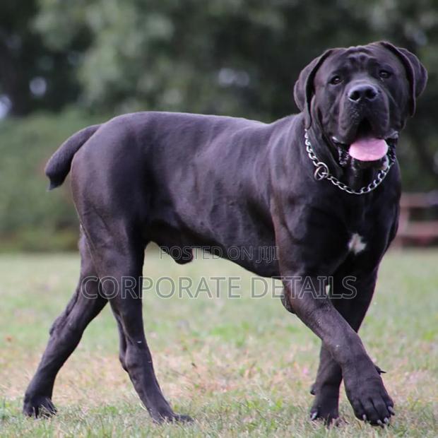 1-3 months Male Purebred Boerboel · Photo 3