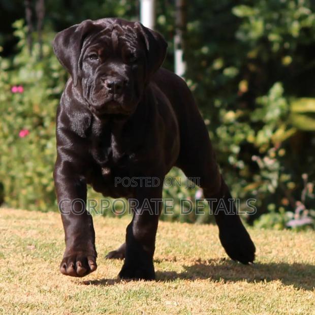 1-3 months Male Purebred Boerboel · Photo 2