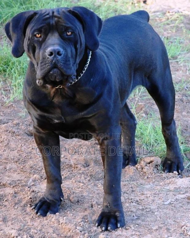 6-12 months Male Purebred Boerboel · Photo 2