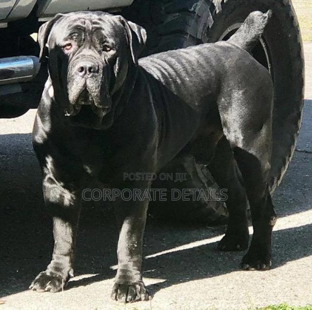 6-12 months Male Purebred Boerboel · Photo 3