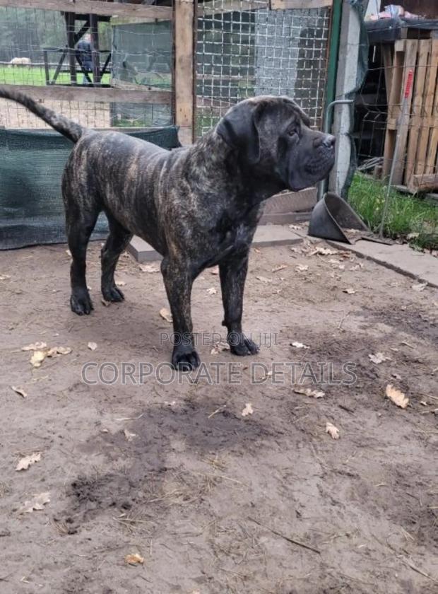 1+ year Male Purebred Boerboel · Photo 2