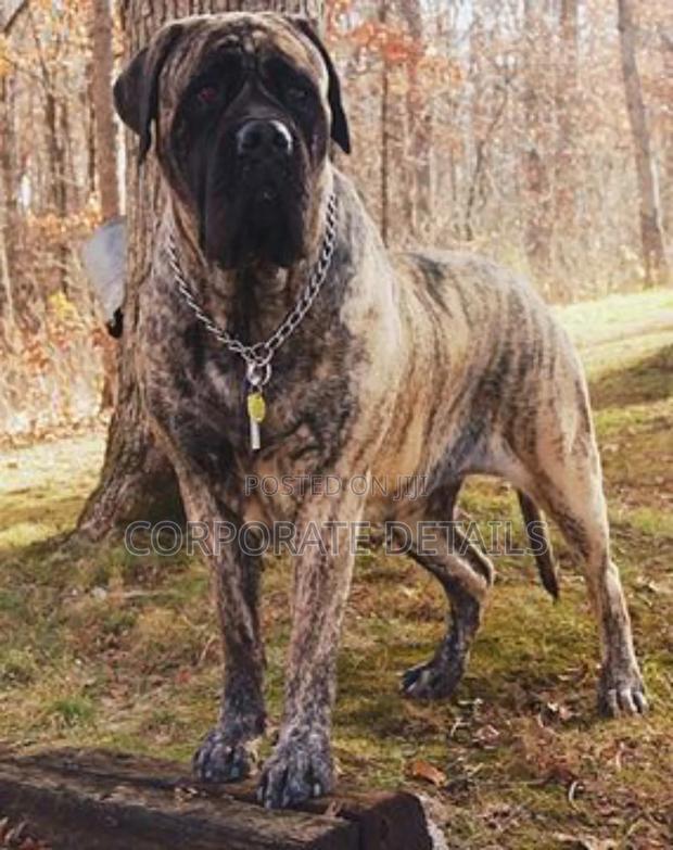 1+ year Male Purebred Boerboel · Photo 3