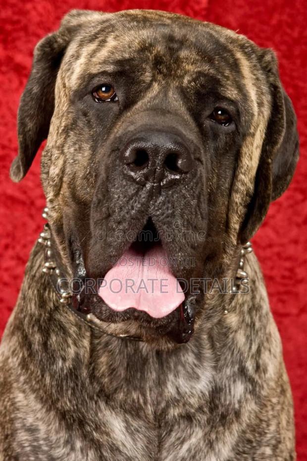 1+ year Male Purebred Boerboel · Photo 2