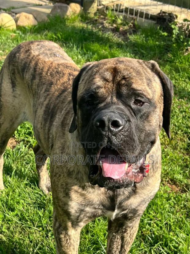 1+ year Male Purebred Boerboel · Photo 3