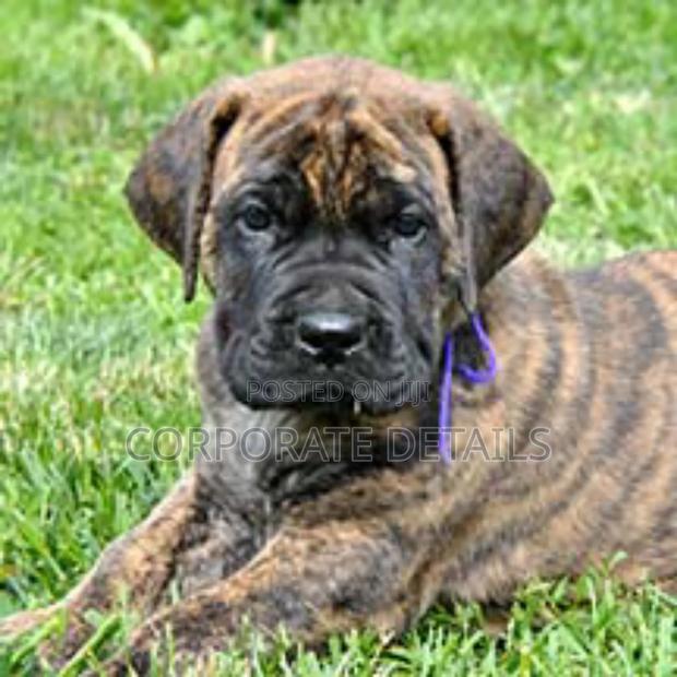1+ year Male Purebred Boerboel · Photo 2