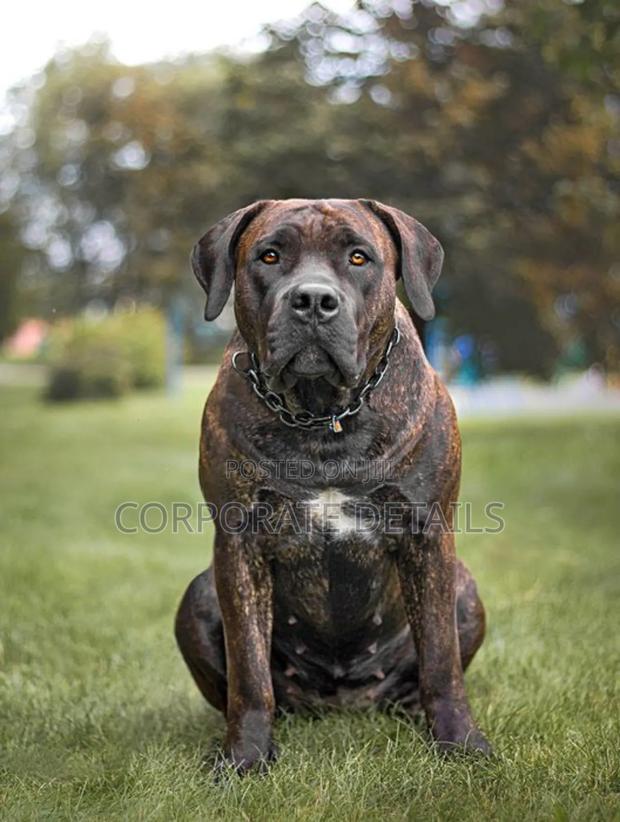 1+ year Male Purebred Boerboel · Photo 2