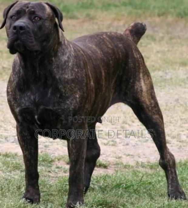 1+ year Male Purebred Boerboel · Photo 3