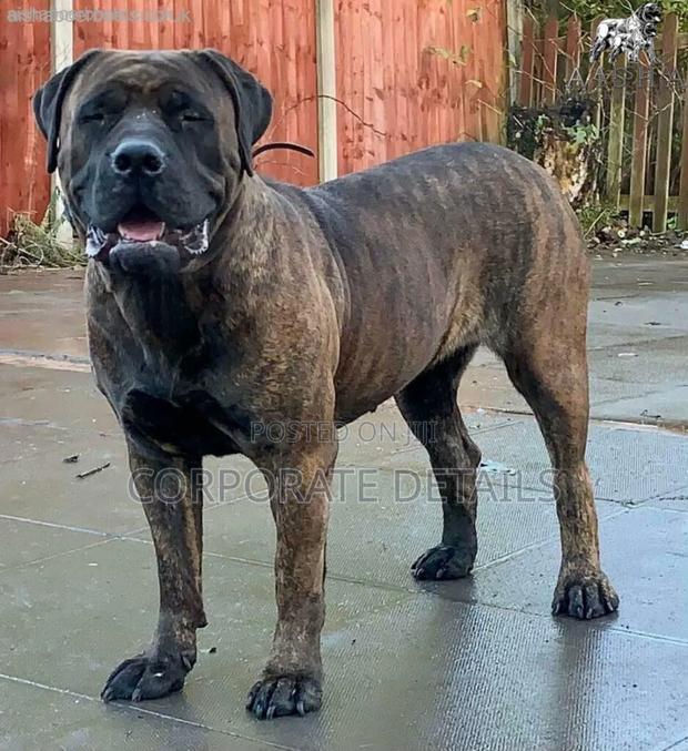 1+ year Male Purebred Boerboel · Photo 2