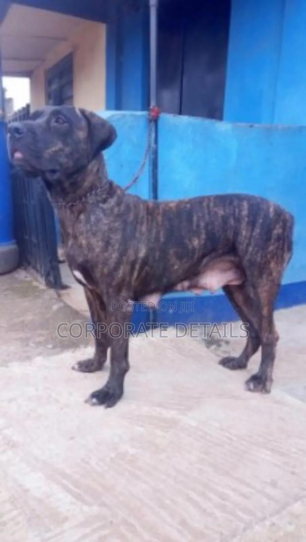 1+ year Male Purebred Boerboel · Photo 3