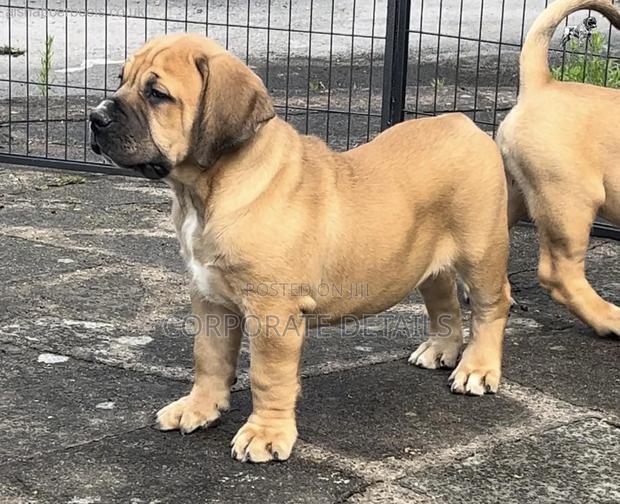 1-3 months Male Purebred Boerboel · Photo 2