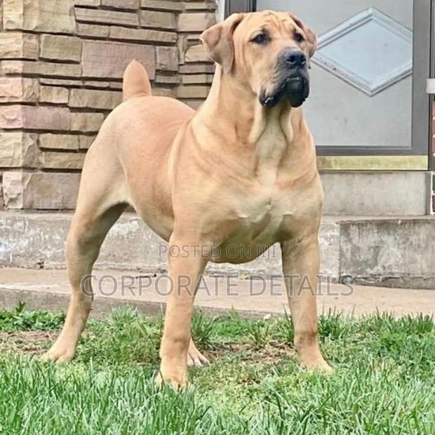 1-3 months Male Purebred Boerboel · Photo 3