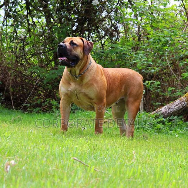 1+ year Male Purebred Boerboel · Photo 2
