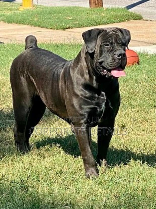 1+ year Male Purebred Boerboel · Photo 3