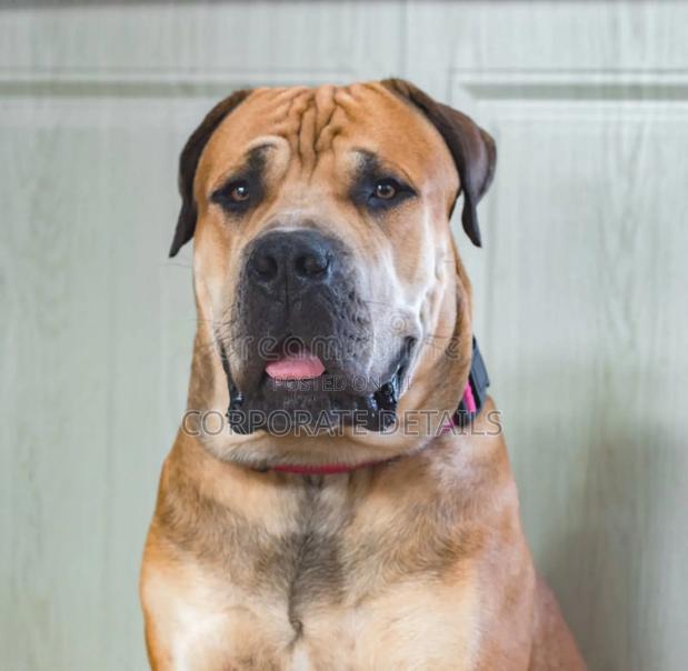 1+ year Male Purebred Boerboel · Photo 2