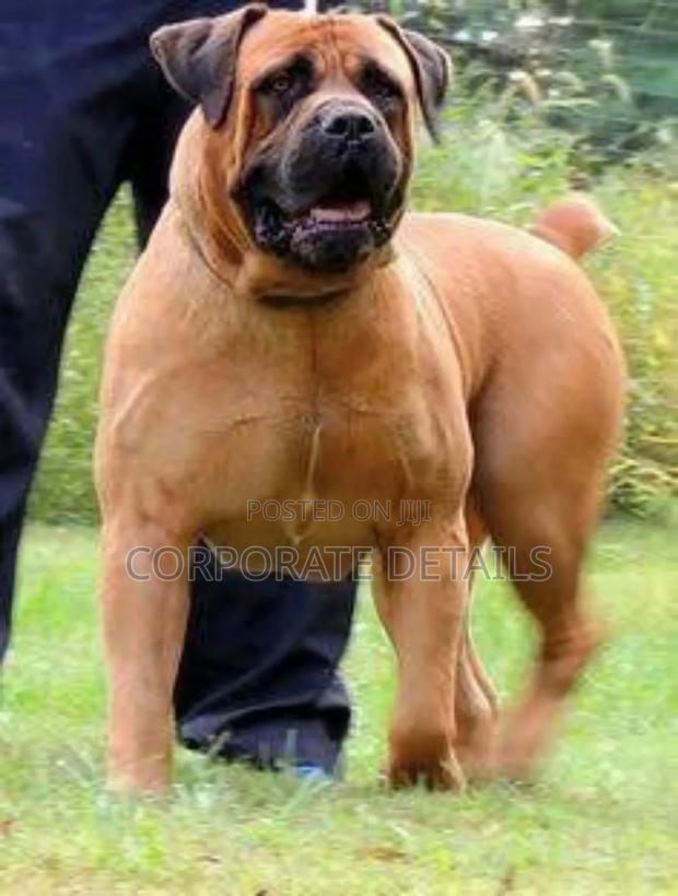 1+ year Male Purebred Boerboel · Photo 3