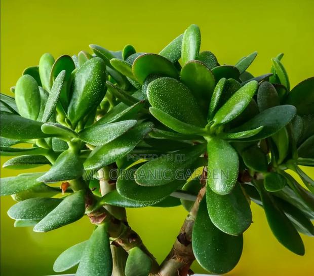 “Lucky Jade Money Plant – Succulent For Good Luck Wealth”