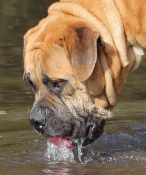 1+ year Male Purebred Boerboel · Photo 3