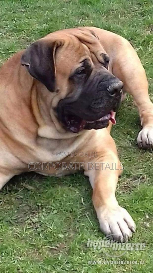 3-6 months Male Purebred Boerboel · Photo 2