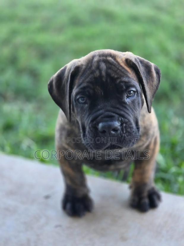3-6 months Male Purebred Boerboel · Photo 3