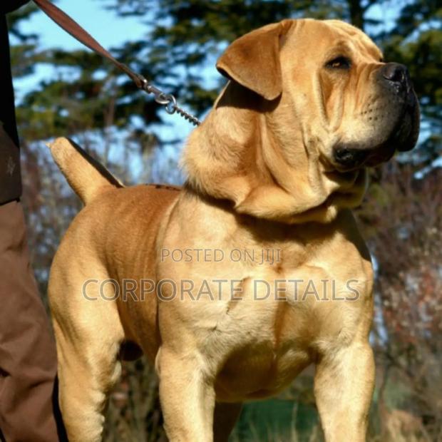 1+ year Male Purebred Boerboel · Photo 2