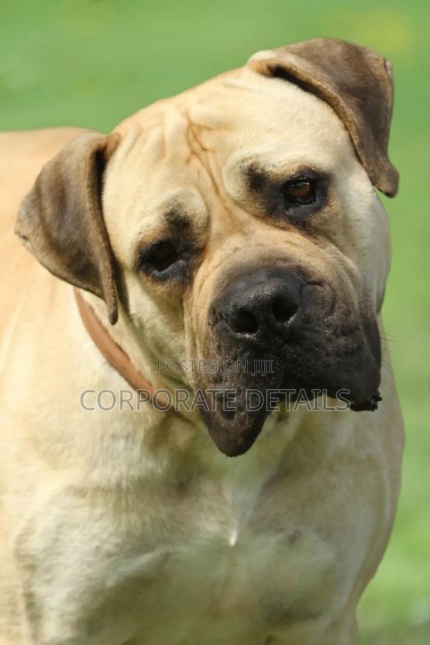 1+ year Male Purebred Boerboel · Photo 3
