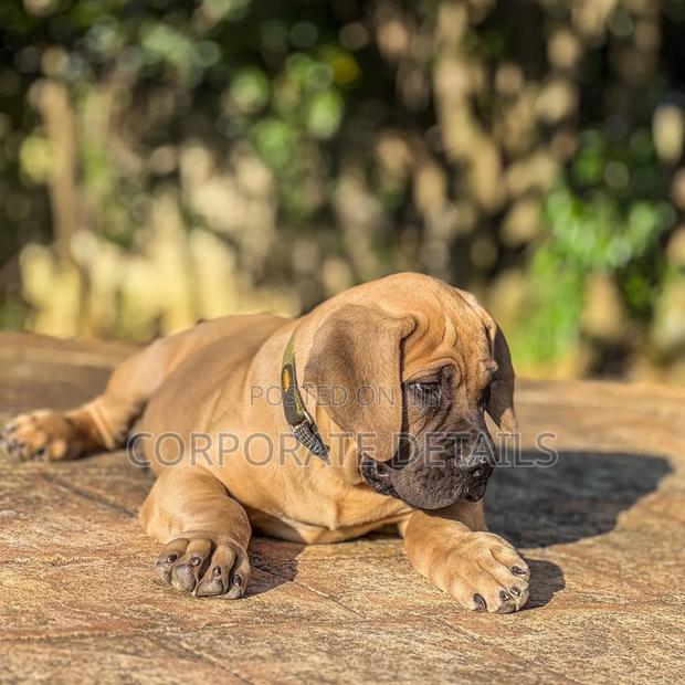 1-3 months Male Purebred Boerboel · Photo 3