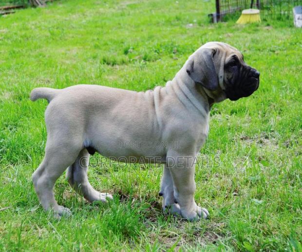 1-3 months Male Purebred Boerboel · Photo 2
