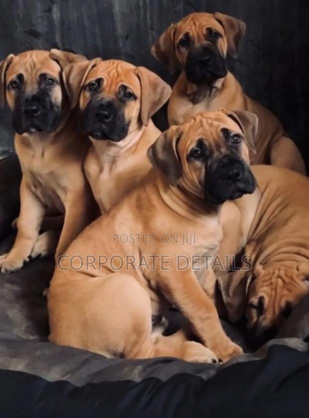 1-3 months Male Purebred Boerboel · Photo 2