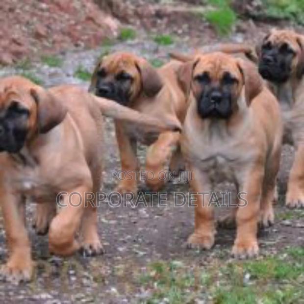 1-3 months Male Purebred Boerboel · Photo 3