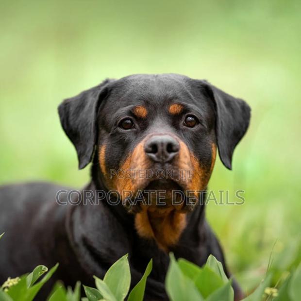 3-6 months Male Purebred Rottweiler · Photo 2